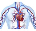 Myocardial stunning in urgent and critical conditions associated with systemic hypoxia