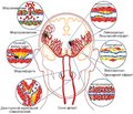 Старіння судин та старіння мозку: вплив серцево-судинної терапії на ризик деменції (лекція)