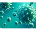 Ефективність імуномодулятора тималіну при експериментальній коронавірусній інфекції