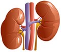 Main aspects in the treatment of patients with chronic kidney disease stage IV–V and type II diabetes