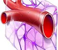 Хронічна післяінфарктна аневризма: гібернація,апоптоз і вторинний некроз кардіоміоцитів